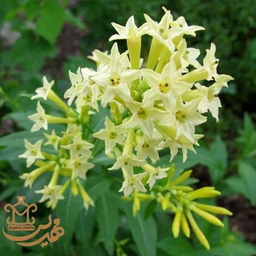 گل محبوبه